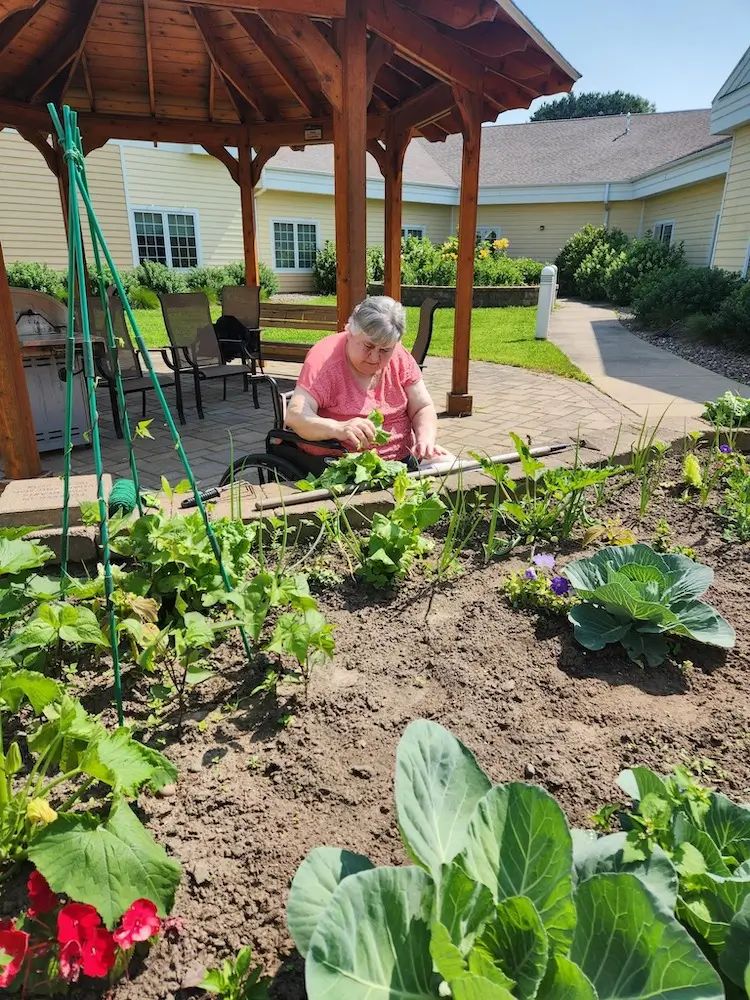 A person tends to a vegetable garden under a wooden pergola in a residential courtyard with yellow buildings and greenery.