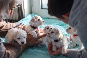 Several fluffy white puppies sit on a teal blanket as two people gently hold and interact with them indoors.