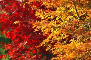 Close-up of vibrant autumn leaves in shades of red, orange, and yellow.